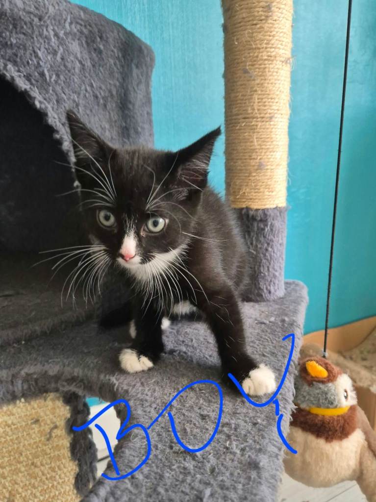 Kittens