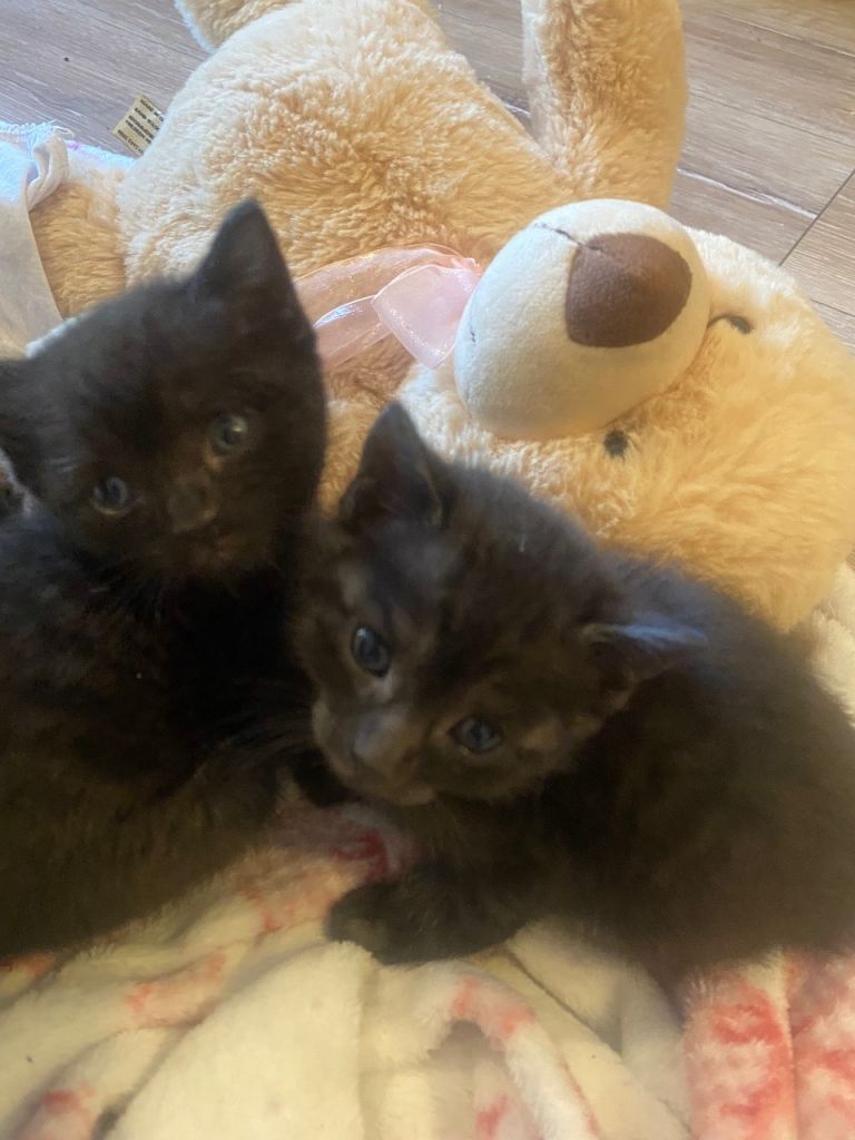 Kittens