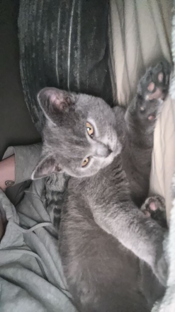 15 weeks old British short hair male 