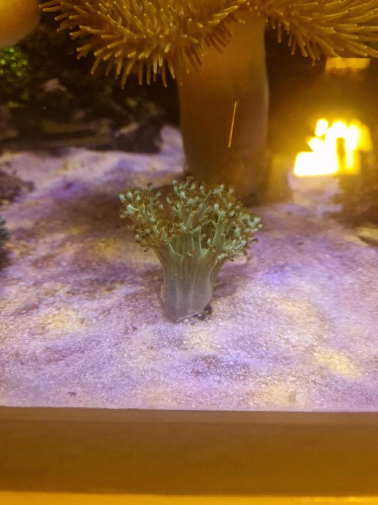 Green kenya tree and pink kenya tree