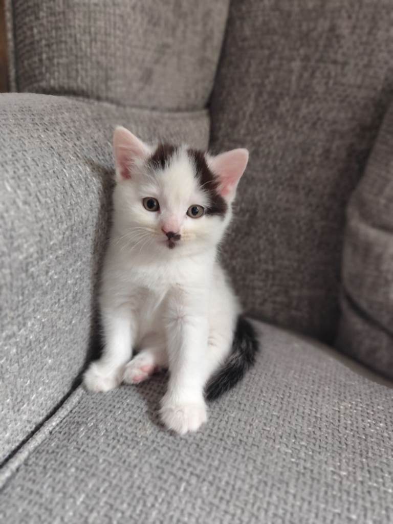 2 beautiful kittens for sale 
