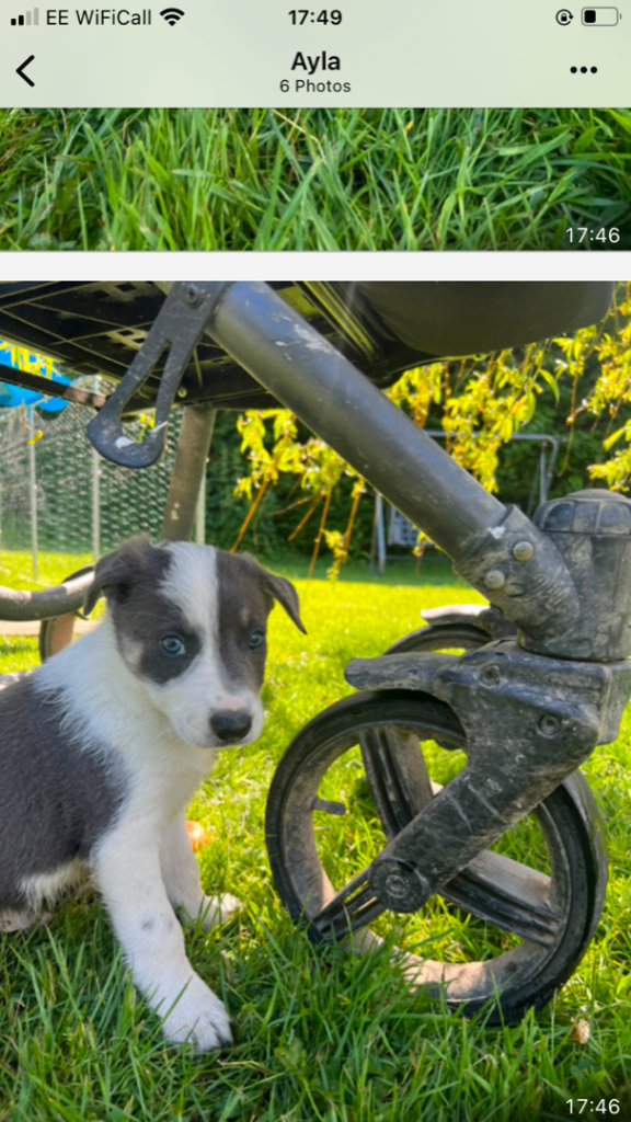 Stunning sheepdog pups