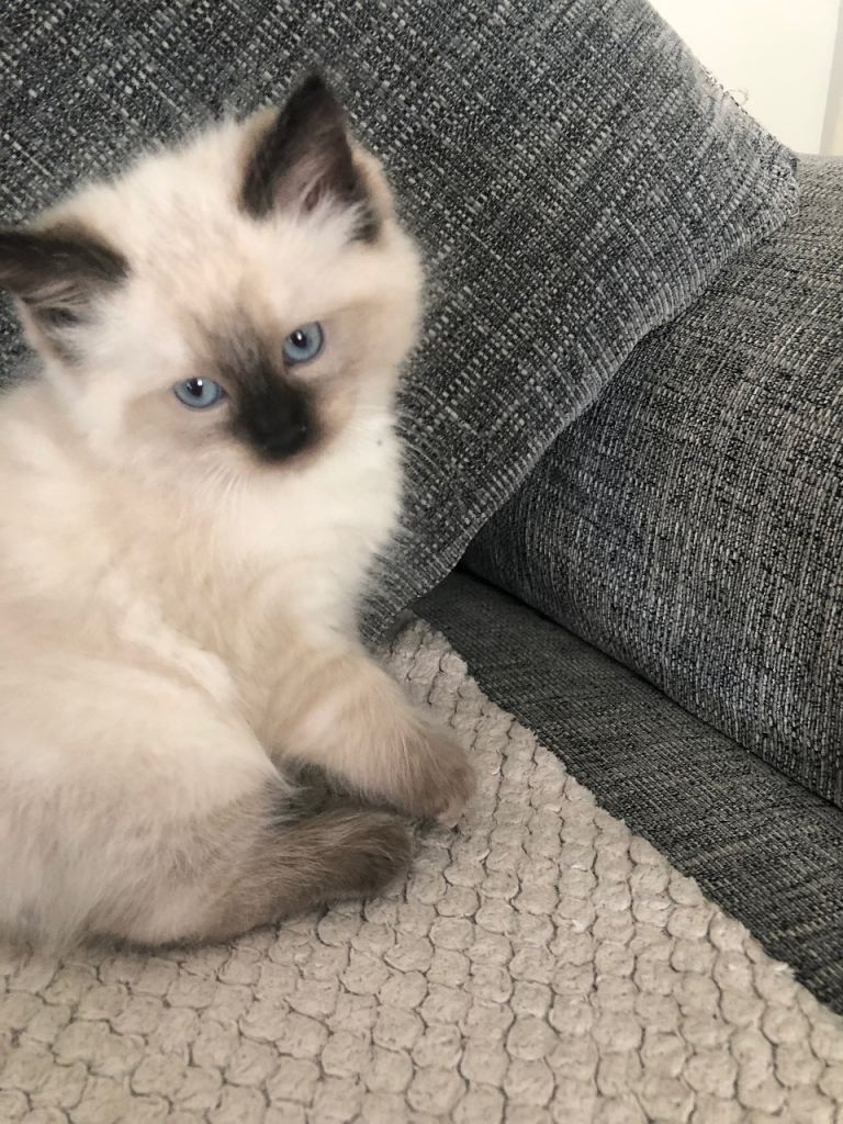 Beautiful Ragdoll kittens 