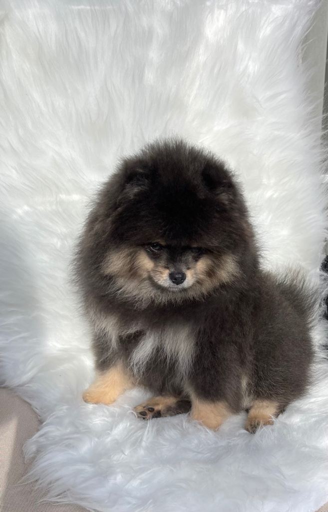 ✨ A Beautiful Blue & Tan Pomeranian Boy ✨