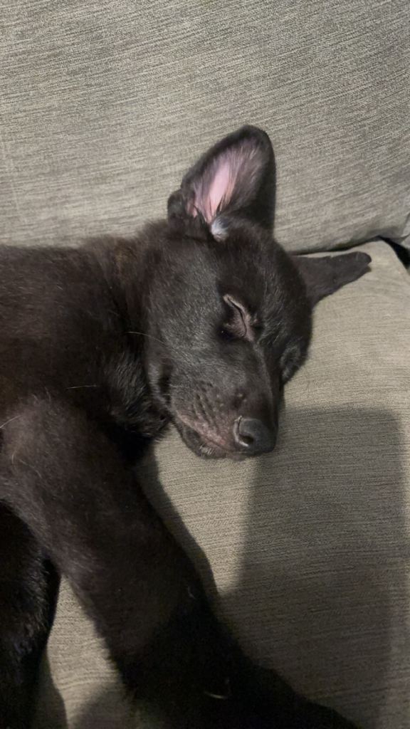 Puppy - German Shep