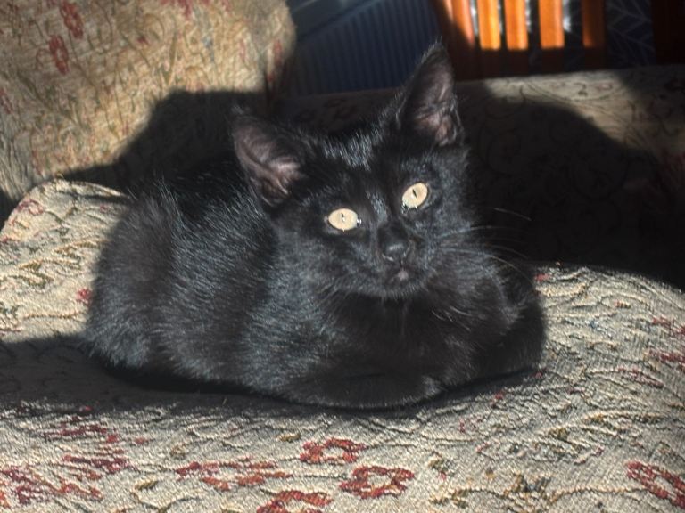 Kitten boy 10 weeks old 