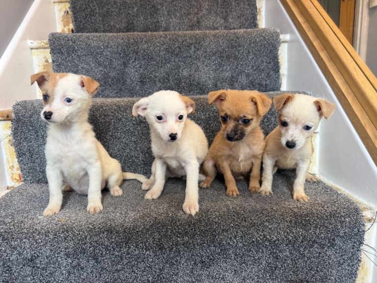 Jackapoo puppies ready now girls
