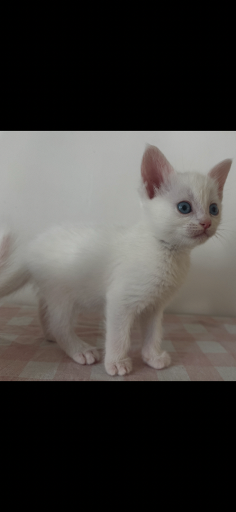 Beautiful white kittens looking for homes