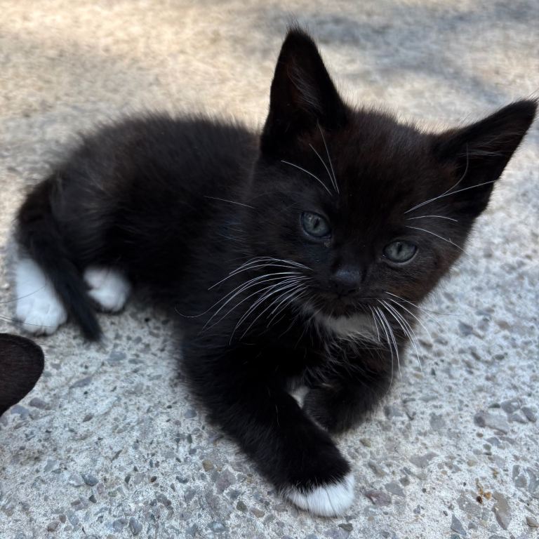 1 left !!! Kittens for sale Wigan 