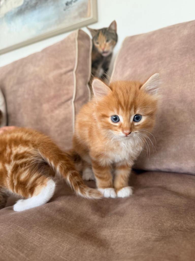 🐾 Adorable Playful Kittens Looking for Loving Homes! 🐾