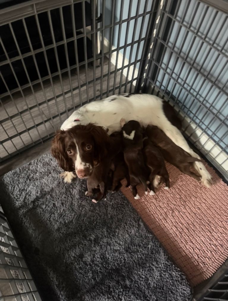 Springer spaniel x staffador puppies for sale 🐶