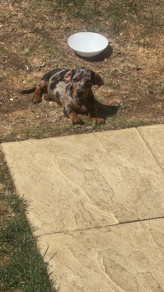 Blue eyes micro dashound puppy’s 