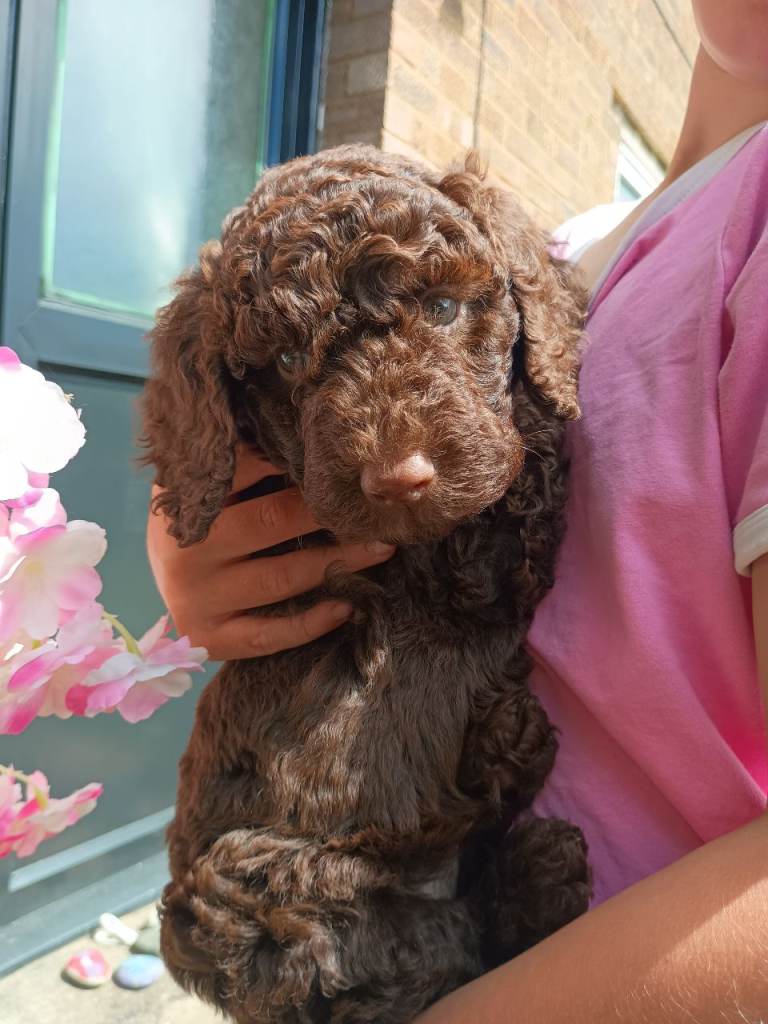 Beautiful Poodle Puppies from Health tested Parents 🩷