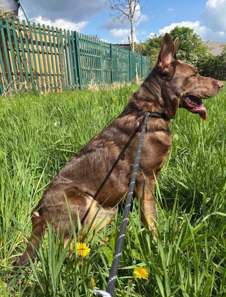 1 year old dog (coco)