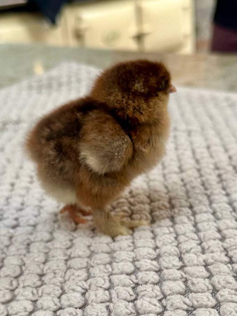 LF Brahma Chicks