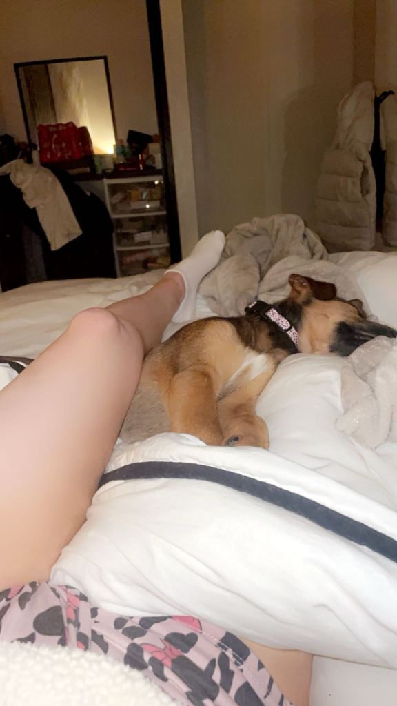 10 week old Belgium Malinois cross