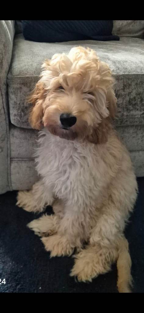 Cockapoo 4 months old