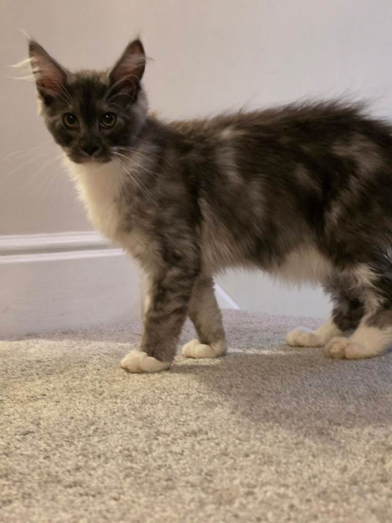 Maine coon kittens - Tica registered