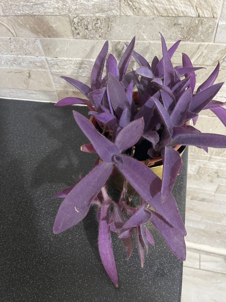 Beautiful indoor plant 