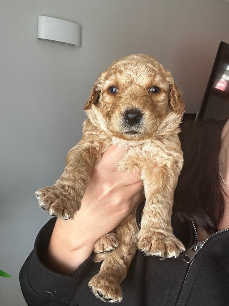 Standard F2 Golden Doodle Puppies
