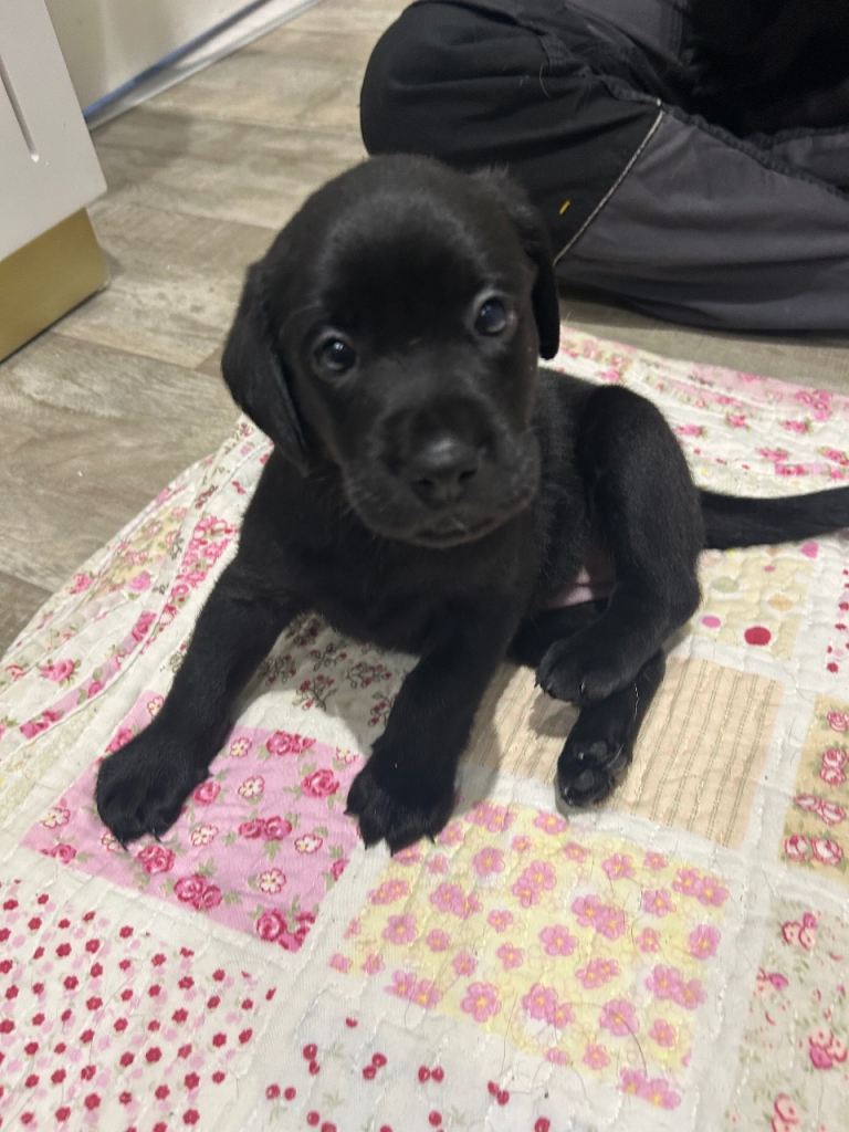 Gorgeous litter of 6 Labrador puppies