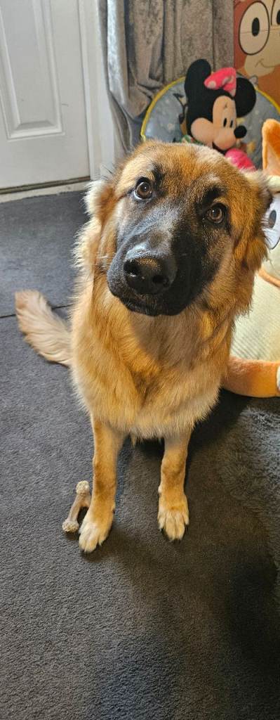 German shepherd puppy