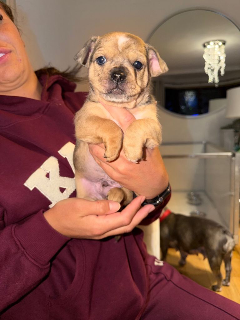 Frenchie x Chorkie Puppies