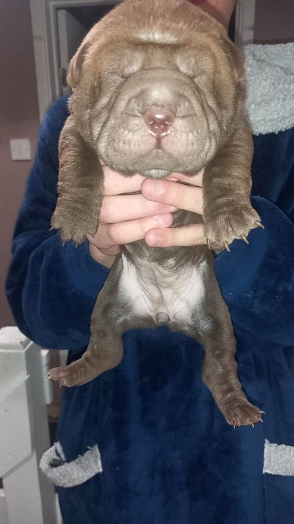 Shar pei puppies