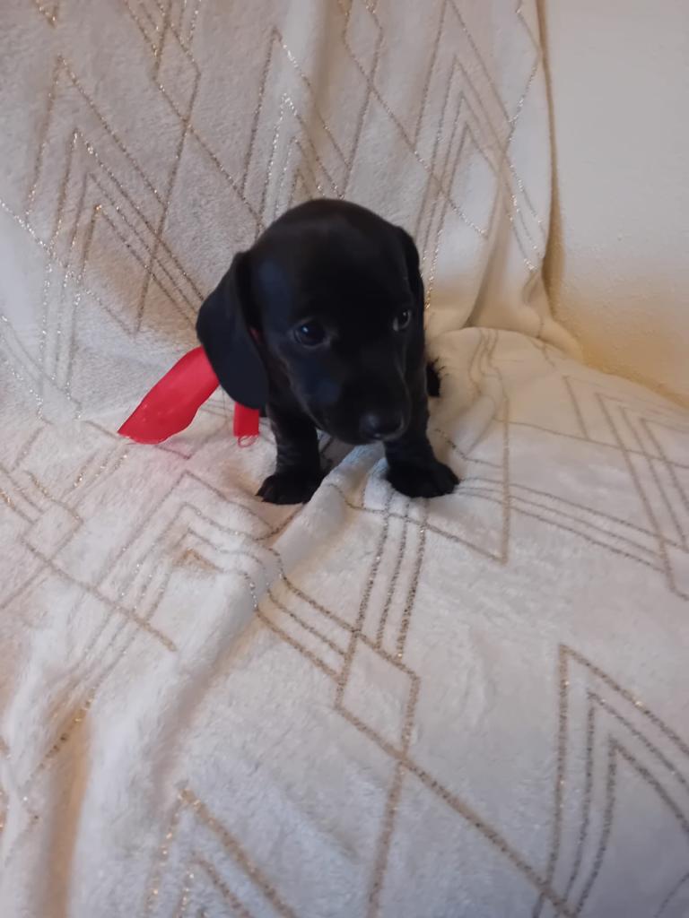 Dachshund puppies for sale