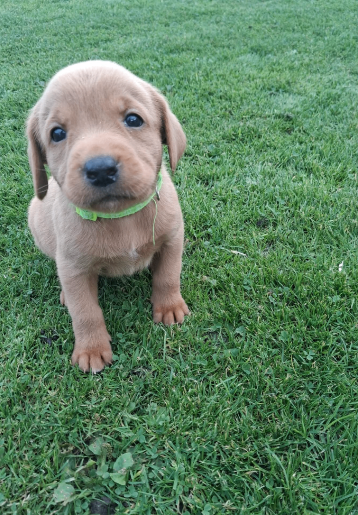LABRADOR PUPS. KC REG & COUNCIL LICENSED. 0% COI
