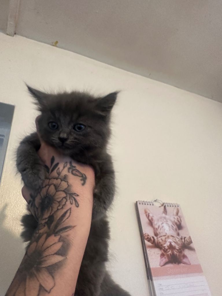 Kitten 8 weeks old