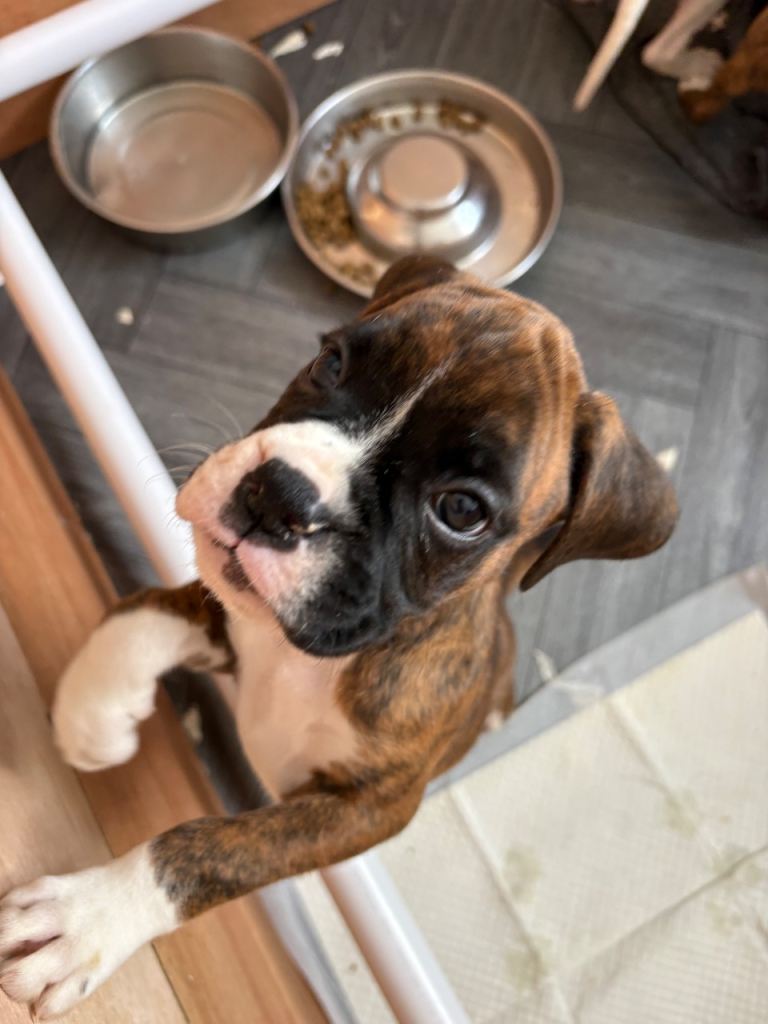 Boxer puppies ready to leave 