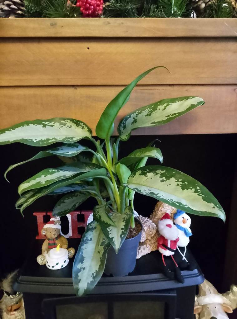 Beautiful live Chinese Evergreen indoor plants, Collection from London SE16 
