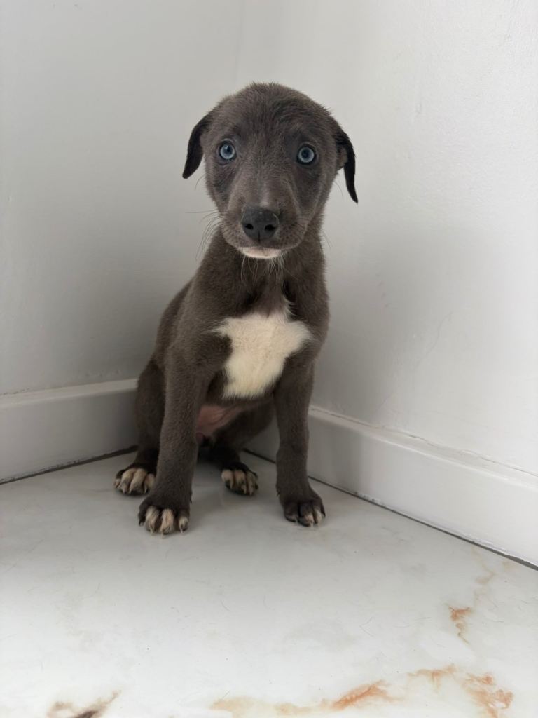 Retriever x whippet 