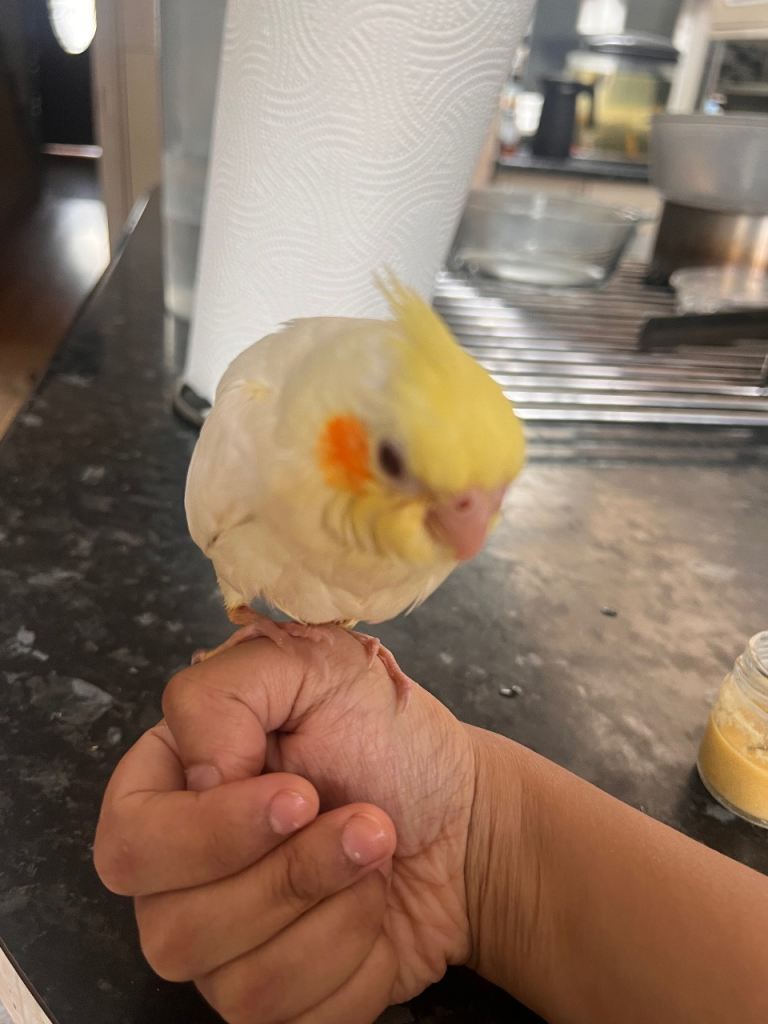 Baby female cockateil 