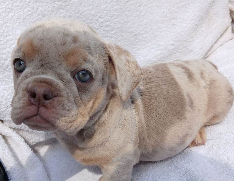 KC REGISTERED STUNNING LITTER OF EXOTIC ENGLISH BULLDOGS. READY TO LEAVE