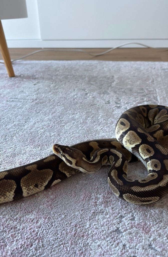 Female Green eyes Ball Python with set up 