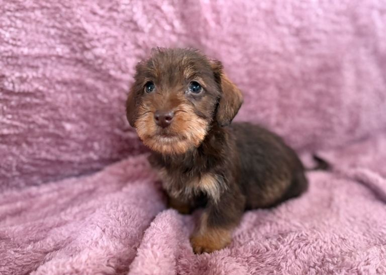 Kc registered miniature wire haired dachshunds 