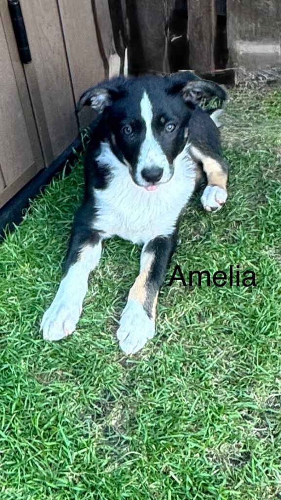 Border Collie puppies for sale