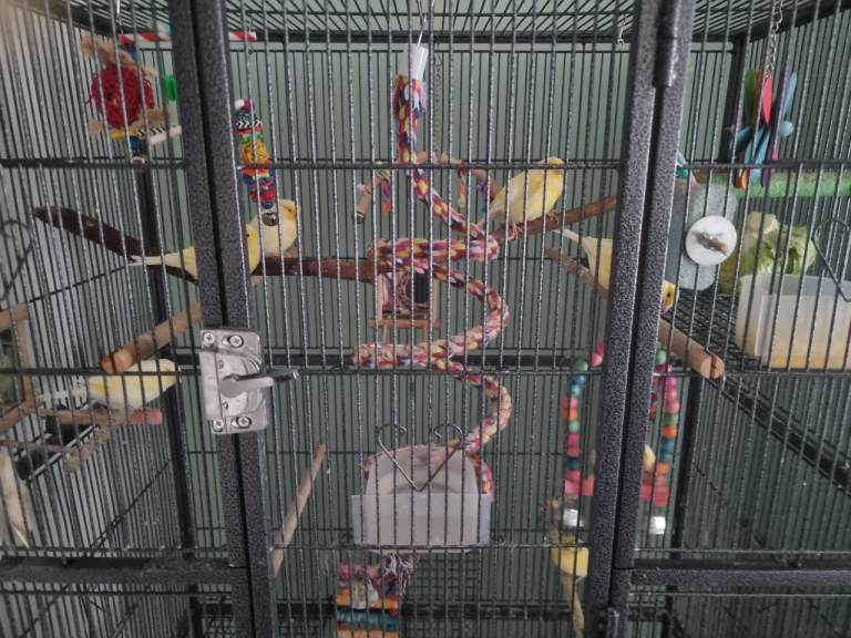 7 Dimorphic Canaries + indoor aviary
