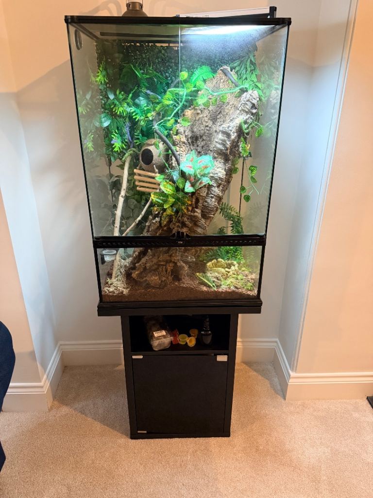 18 month old Gargoyle Gecko and full set-up