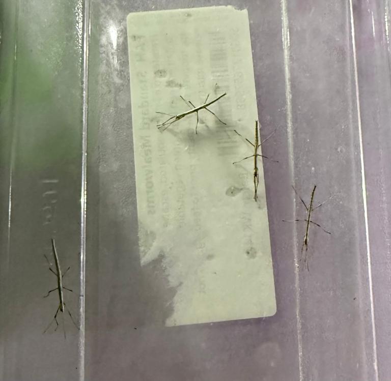 Baby Indian Stick Insects For Sale