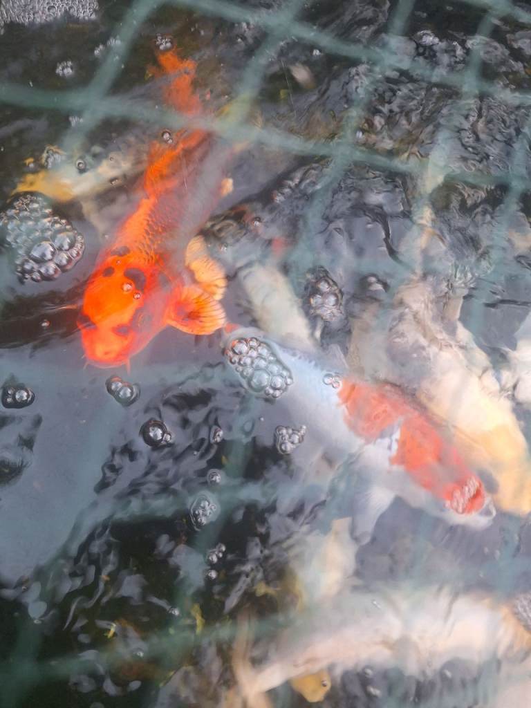 Japanese and English breed koi