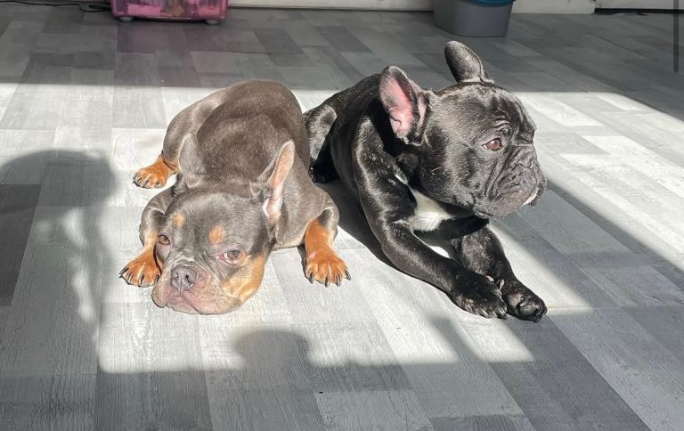 French bull dog puppies