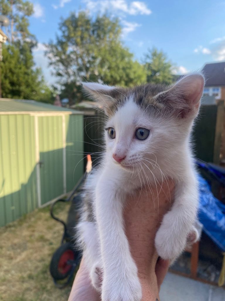 10 week old male kitten for sale. 