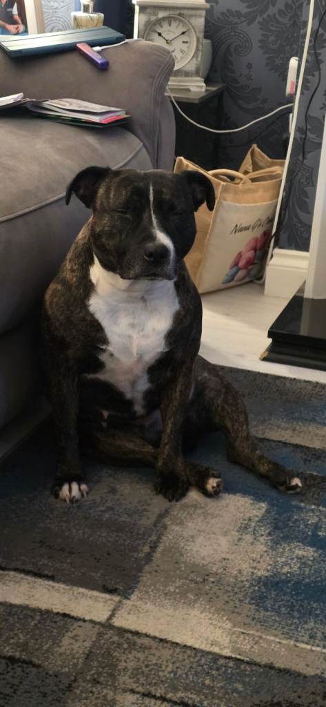 Female staffie for sale