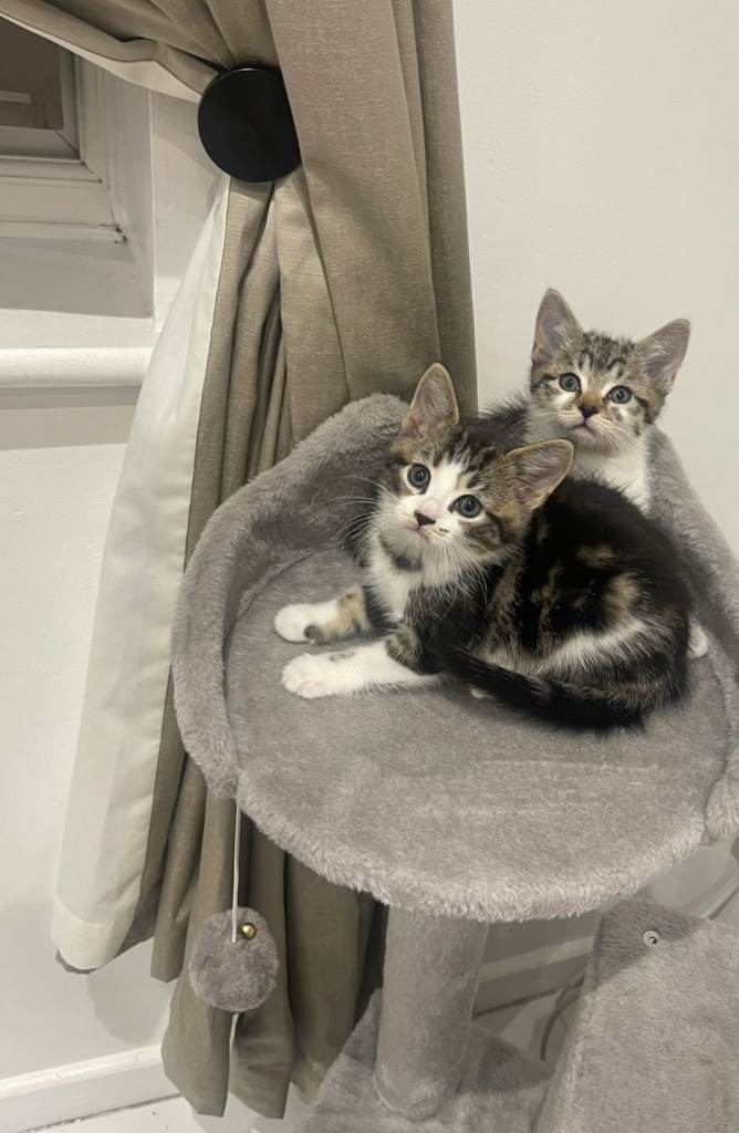 Lovely kittens ready for new homes 