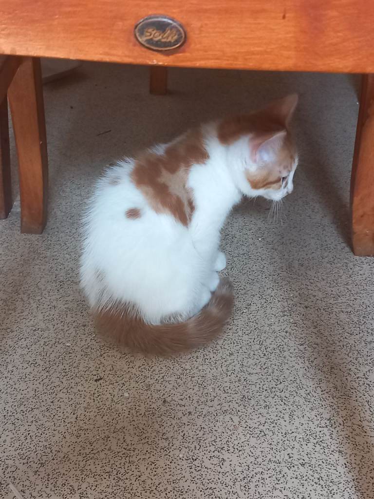 2 beautiful,  adorable, lovely kittens for sale