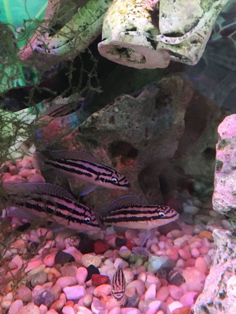 Lake Malawi Cichlids Peaceful Tropical Fish 5 for £5