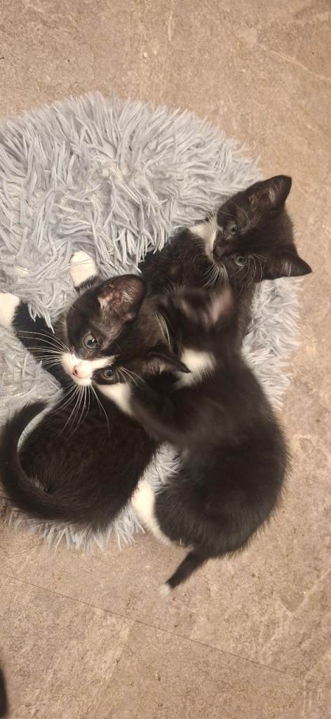 kittens 